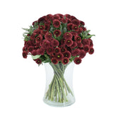 Caledonian Flame - Flowers & Plants Co