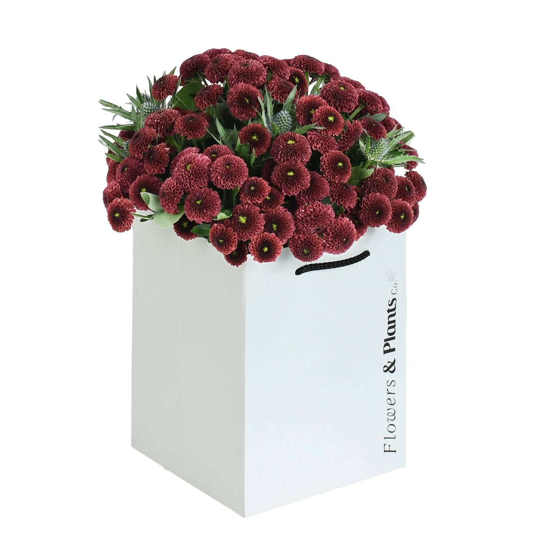 Caledonian Flame - Flowers &amp; Plants Co