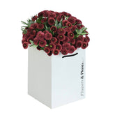 Caledonian Flame - Flowers & Plants Co