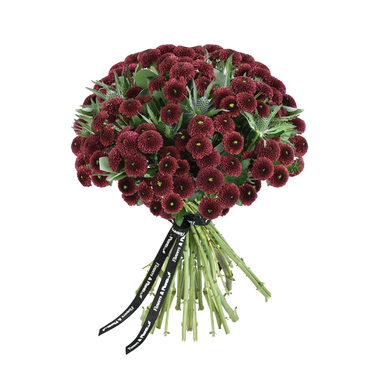 Caledonian Flame - Flowers &amp; Plants Co