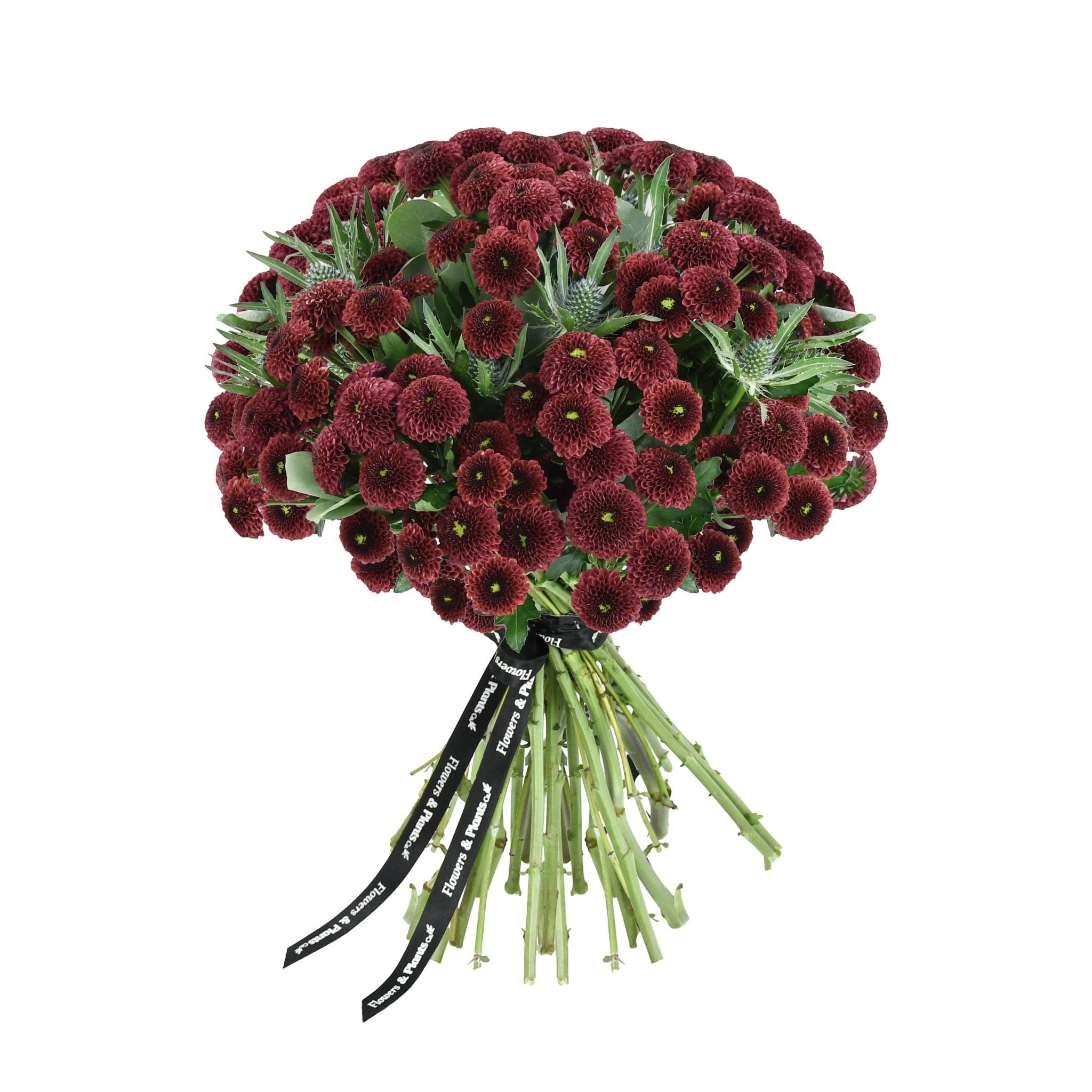 Caledonian Flame - Flowers &amp; Plants Co