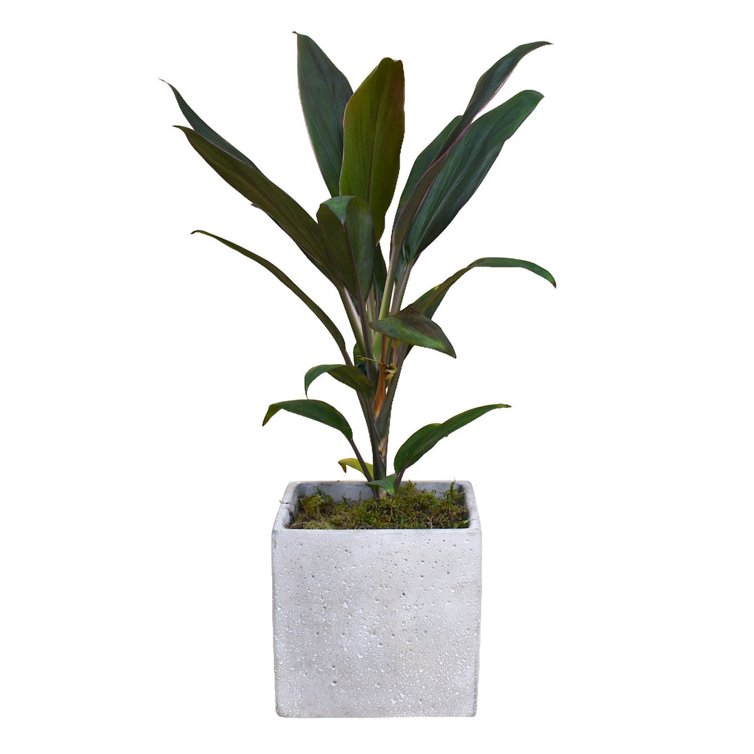 Cordyline - Flowers &amp; Plants Co