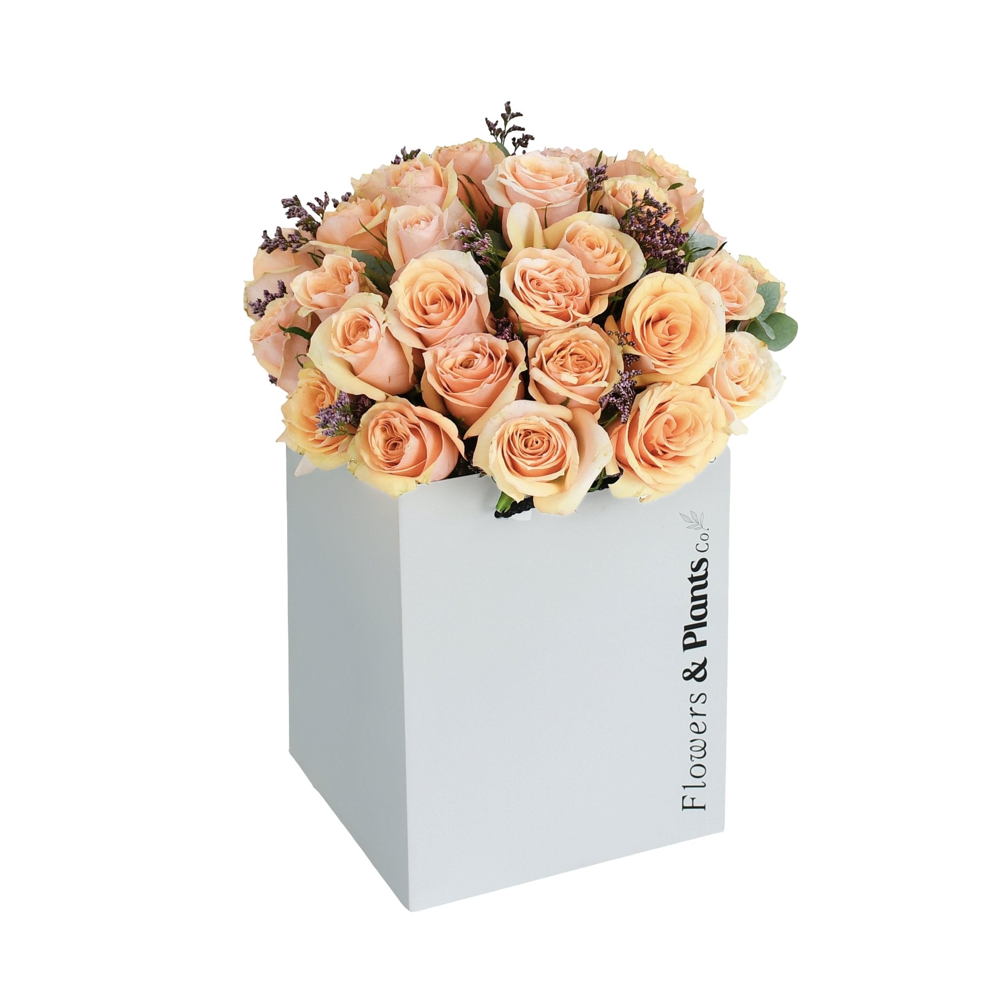 Crème Brûlée - Flowers &amp; Plants Co