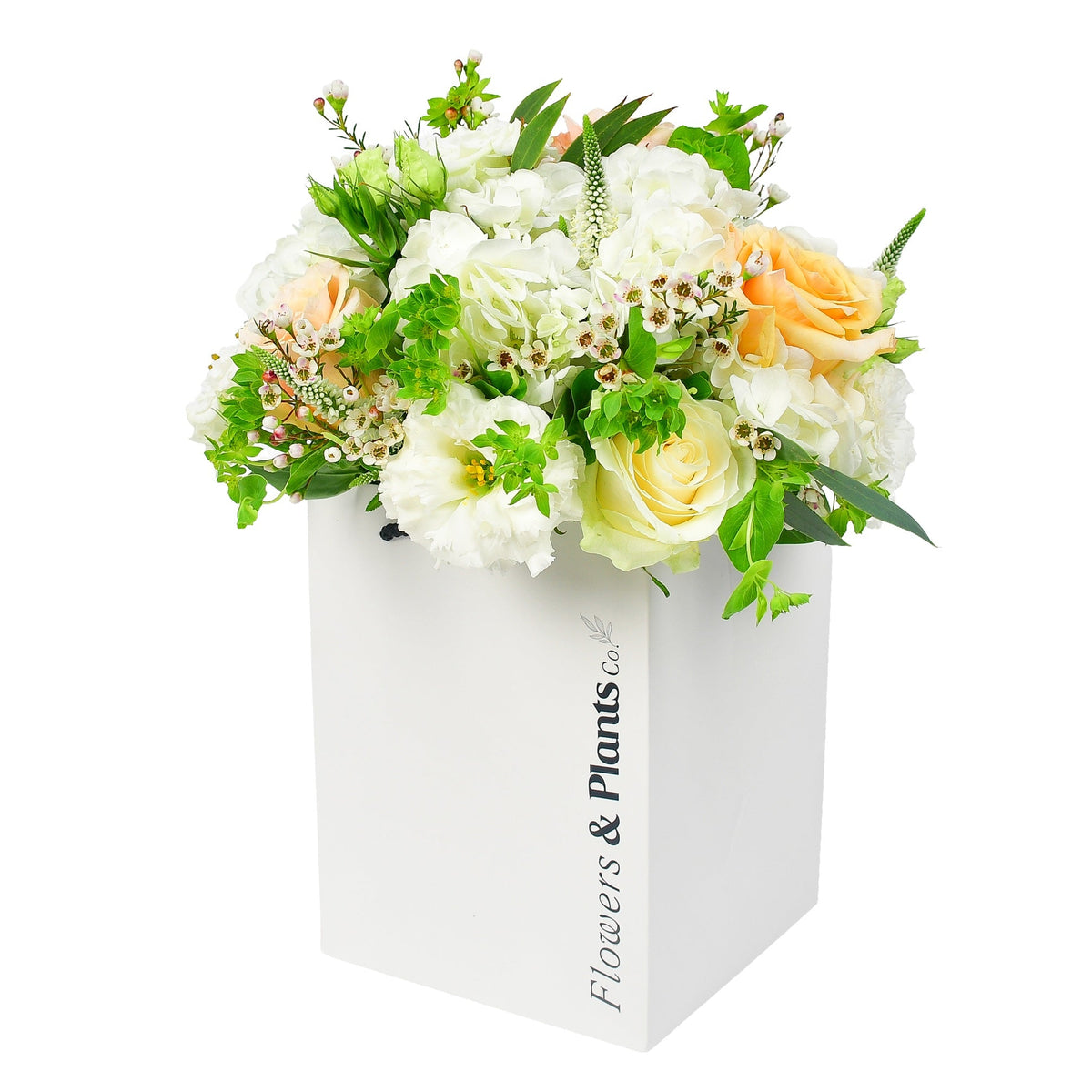 Daisy Chain - Flowers & Plants Co