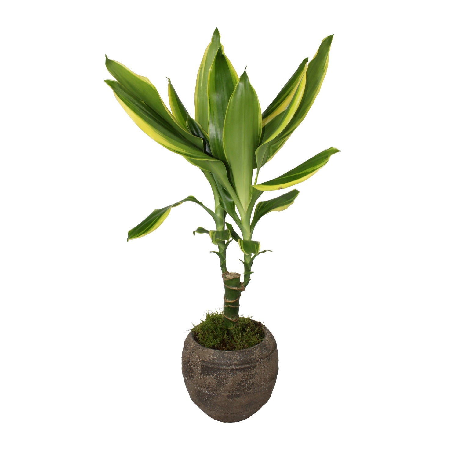 Dracaena in a pot