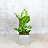 Dumb Cane - Flowers & Plants Co