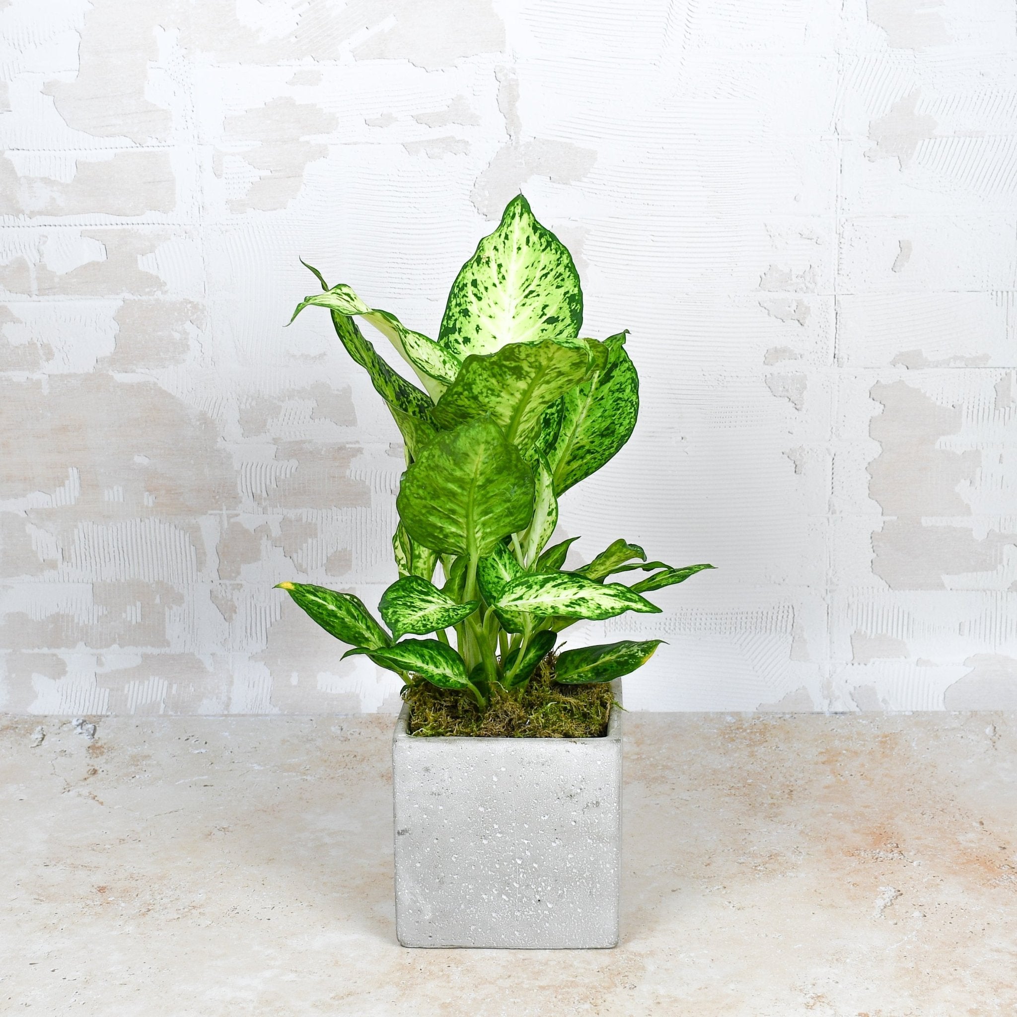Dumb Cane - Flowers &amp; Plants Co