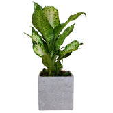 Dumb Cane - Flowers & Plants Co