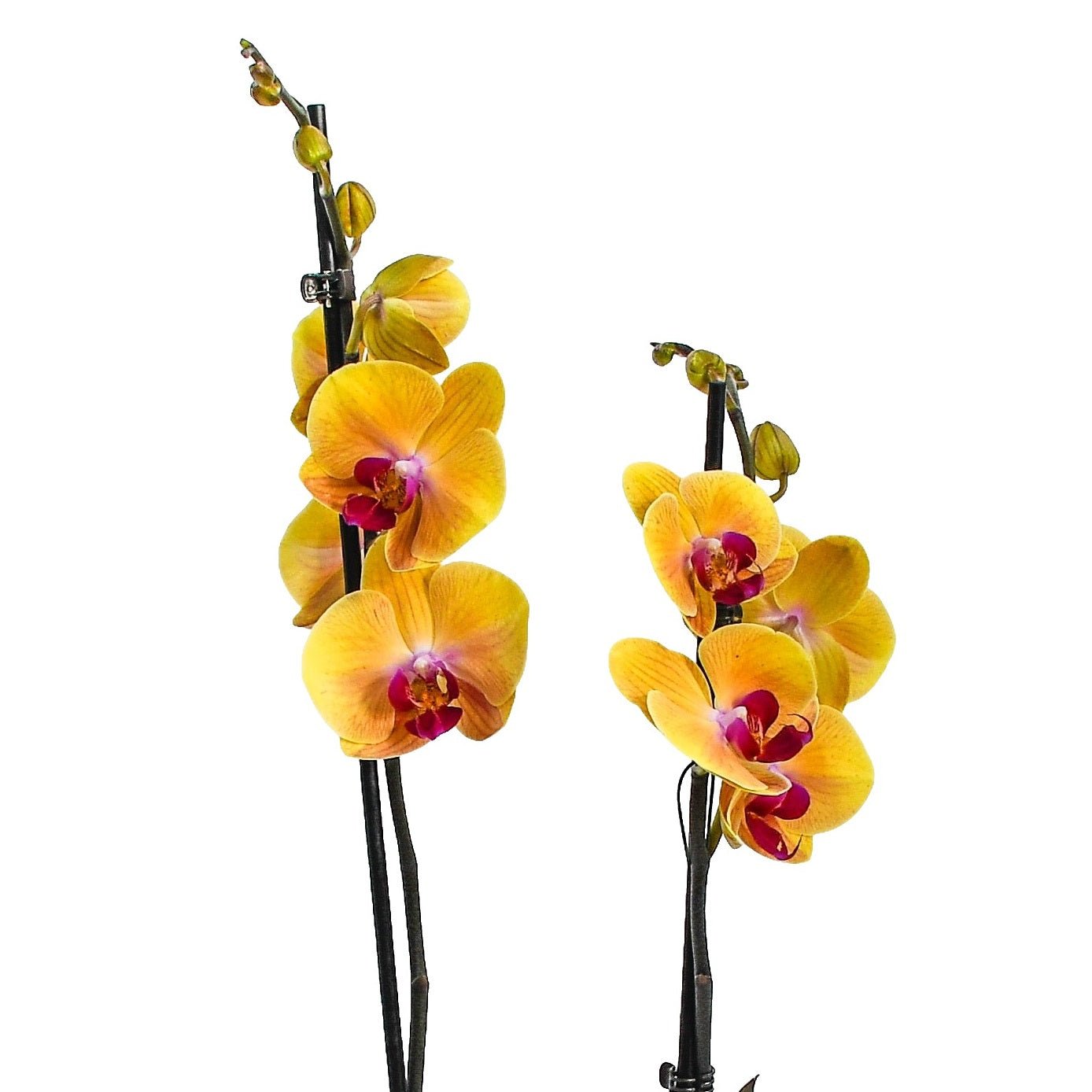 Fiery Orange Orchids - Flowers &amp; Plants Co