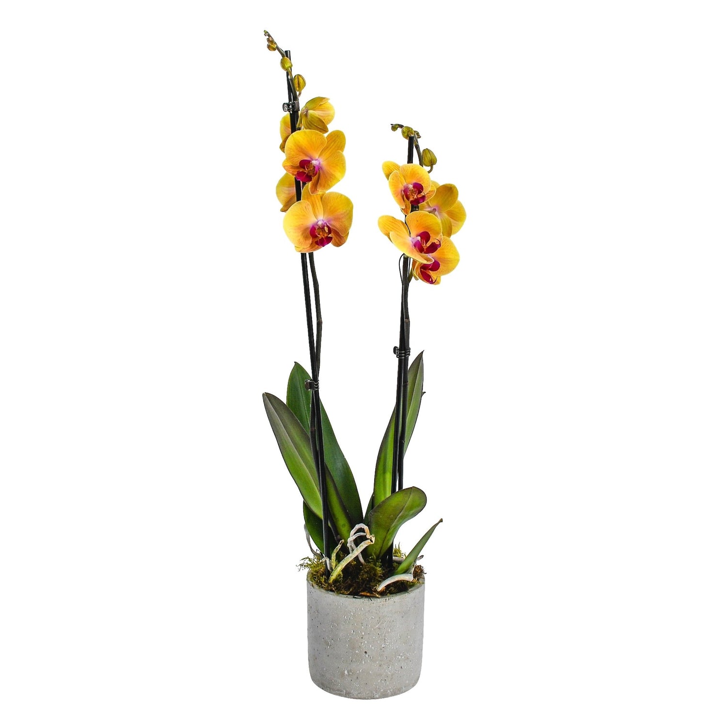 Fiery Orange Orchids - Flowers &amp; Plants Co