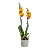 Fiery Orange Orchids - Flowers & Plants Co