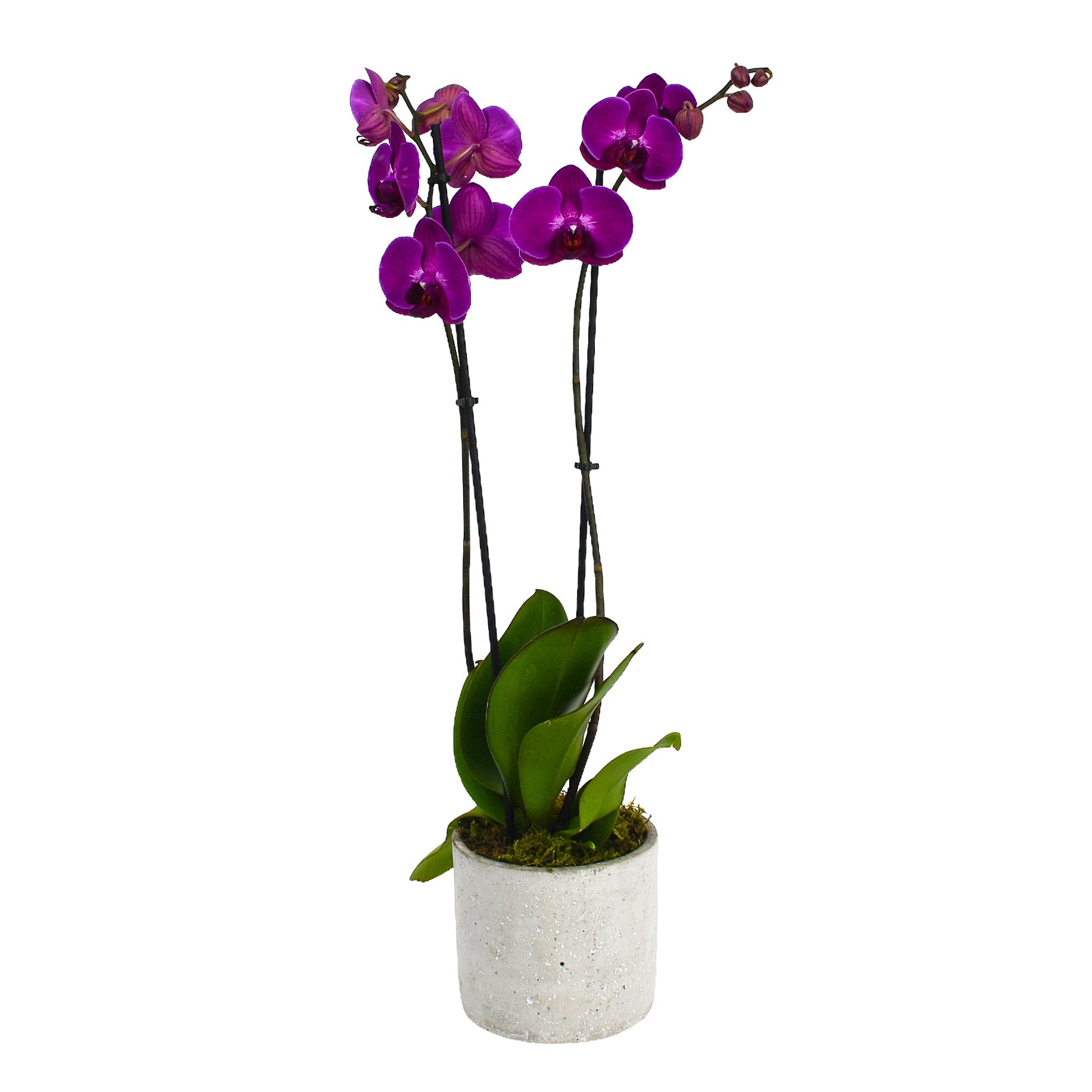 Hot Pink Orchids - Flowers &amp; Plants Co