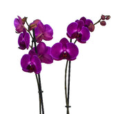 Hot Pink Orchids - Flowers & Plants Co