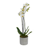 Large White Orchids - Flowers & Plants Co