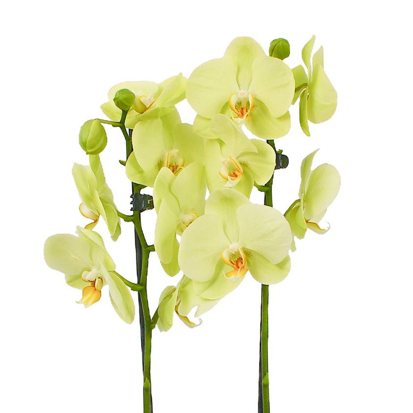 Lime Green Orchids - Flowers &amp; Plants Co