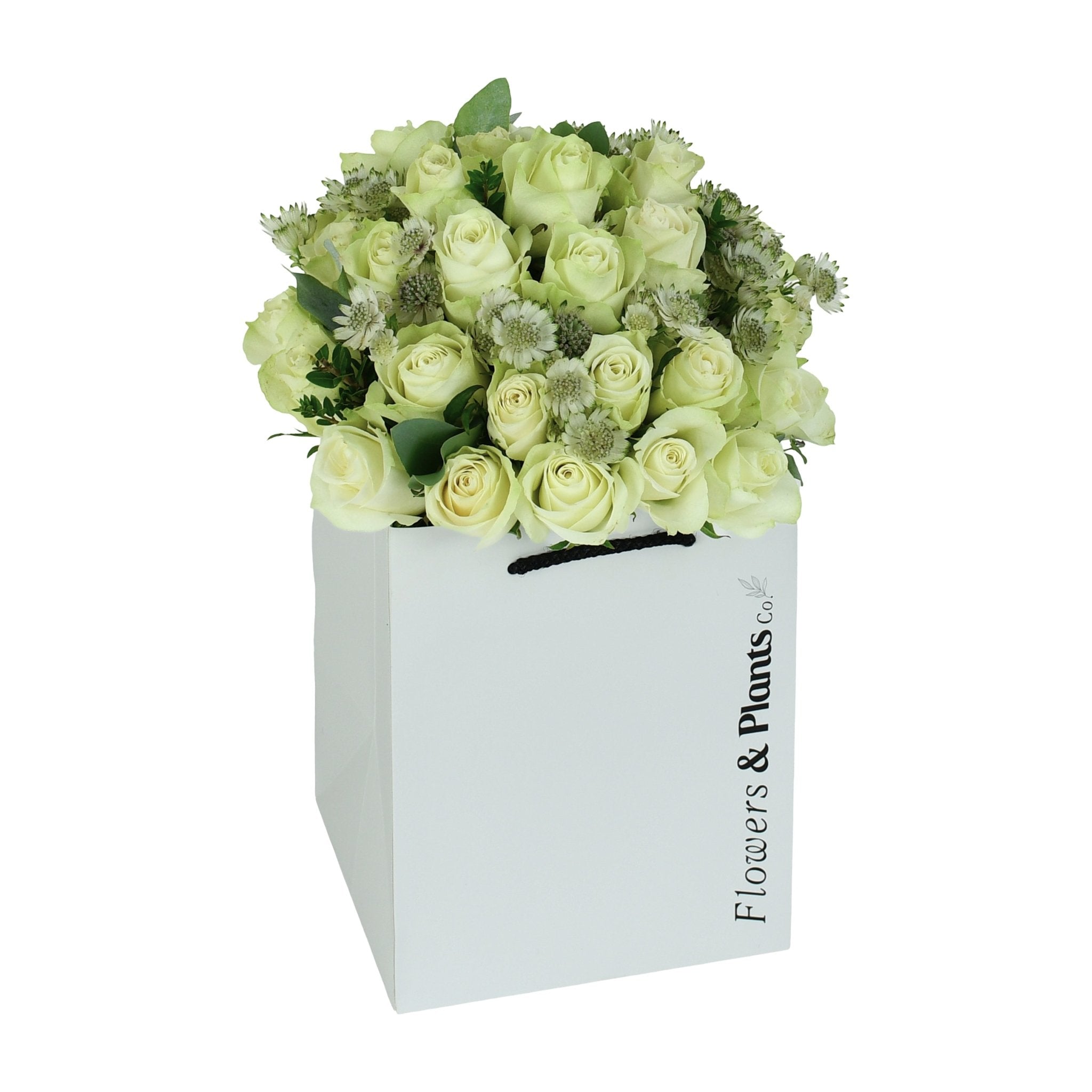 Moonlight - Flowers &amp; Plants Co