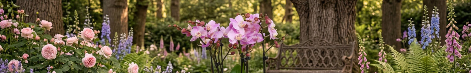 Orchid collection at Flowers & Plants Co London