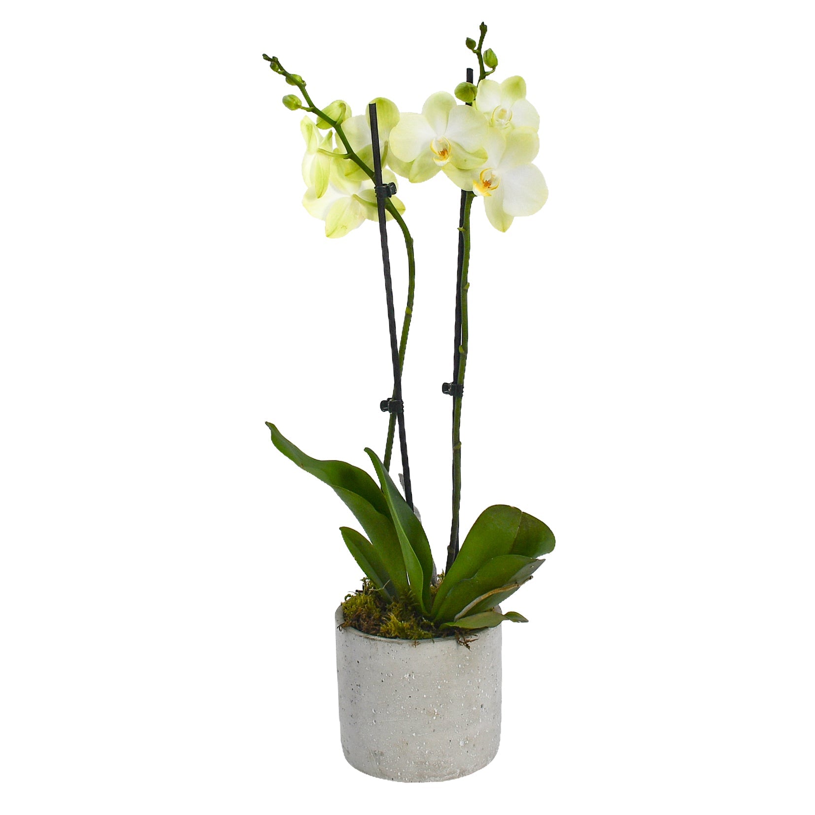 Pale Green Orchids - Flowers &amp; Plants Co