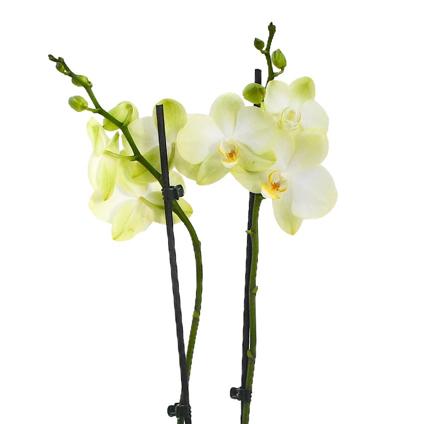 Pale Green Orchids - Flowers &amp; Plants Co
