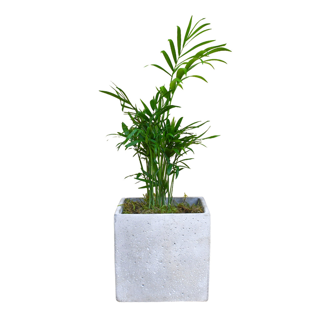 Parlour Palm - Flowers &amp; Plants Co