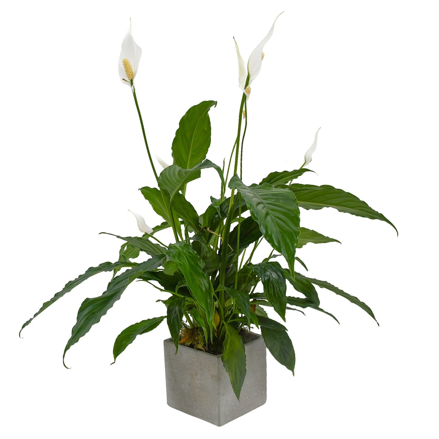 Peace Lily - Flowers &amp; Plants Co