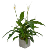 Peace Lily - Flowers & Plants Co
