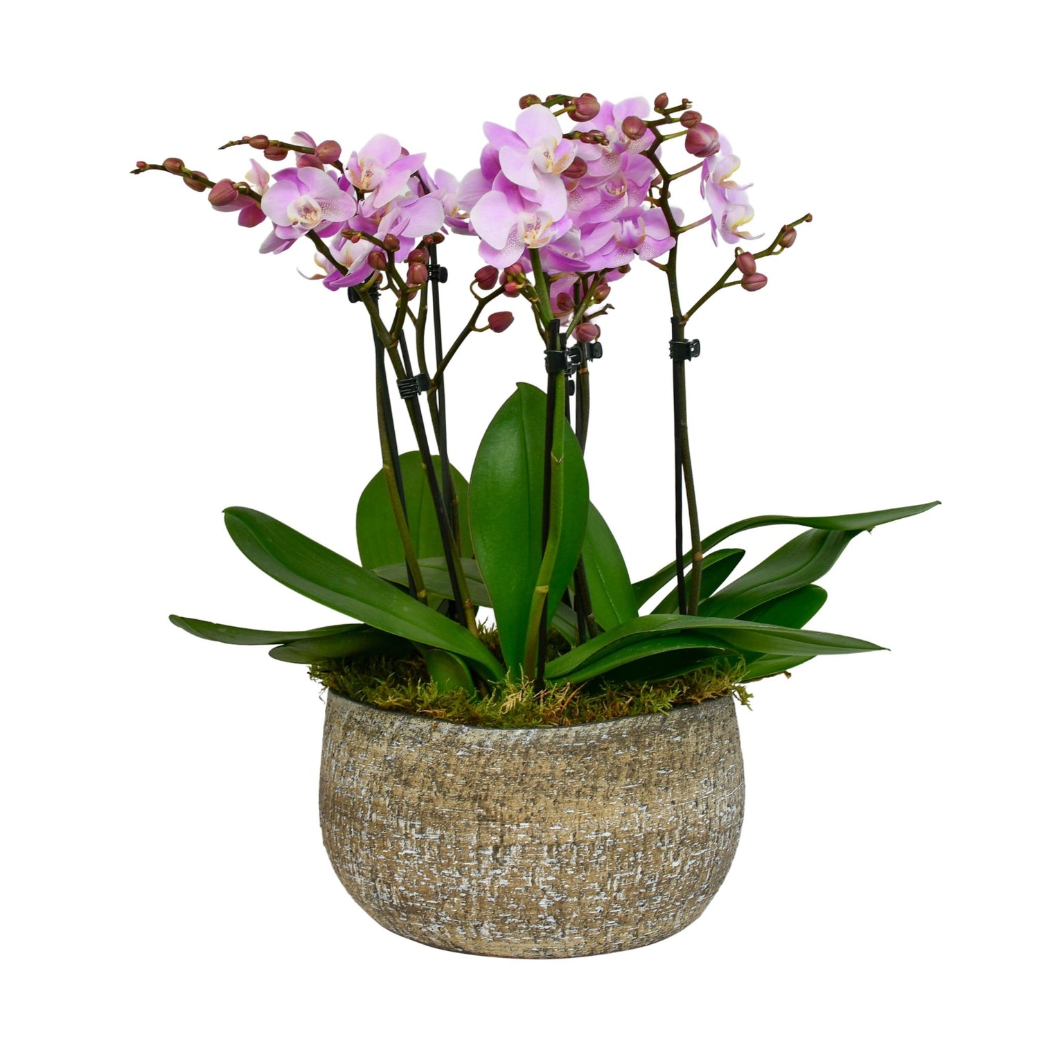 Pink Phalaenopsis - Flowers &amp; Plants Co