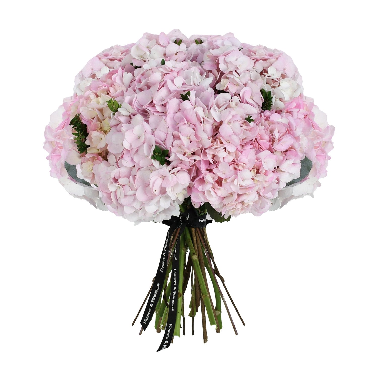 Pink Sand - Flowers &amp; Plants Co