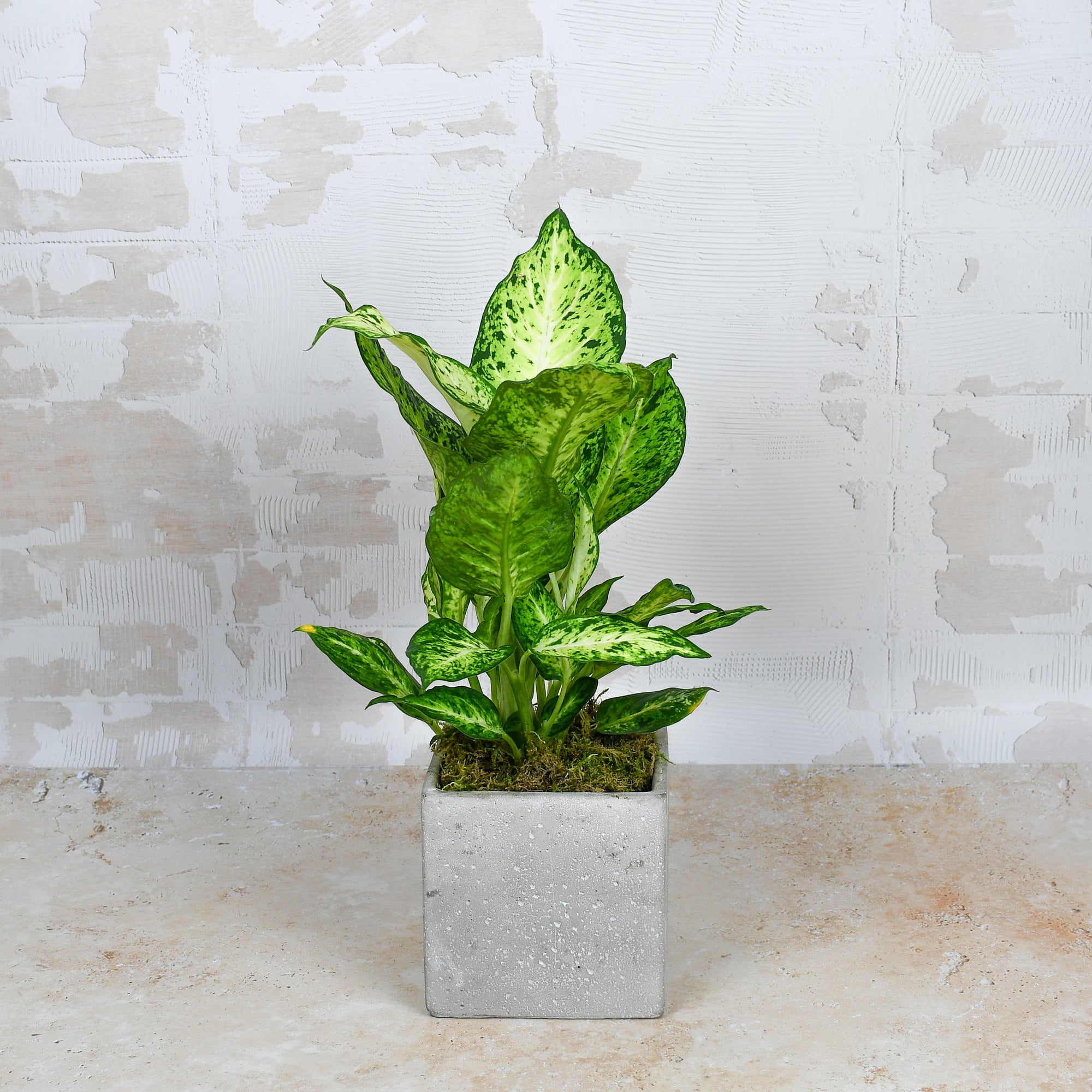 Flower Delivery Battersea Same Day Flowers & Plants Co.