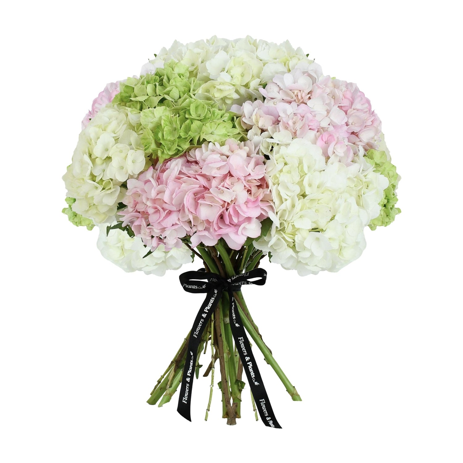 Rain in Colours - Flowers &amp; Plants Co