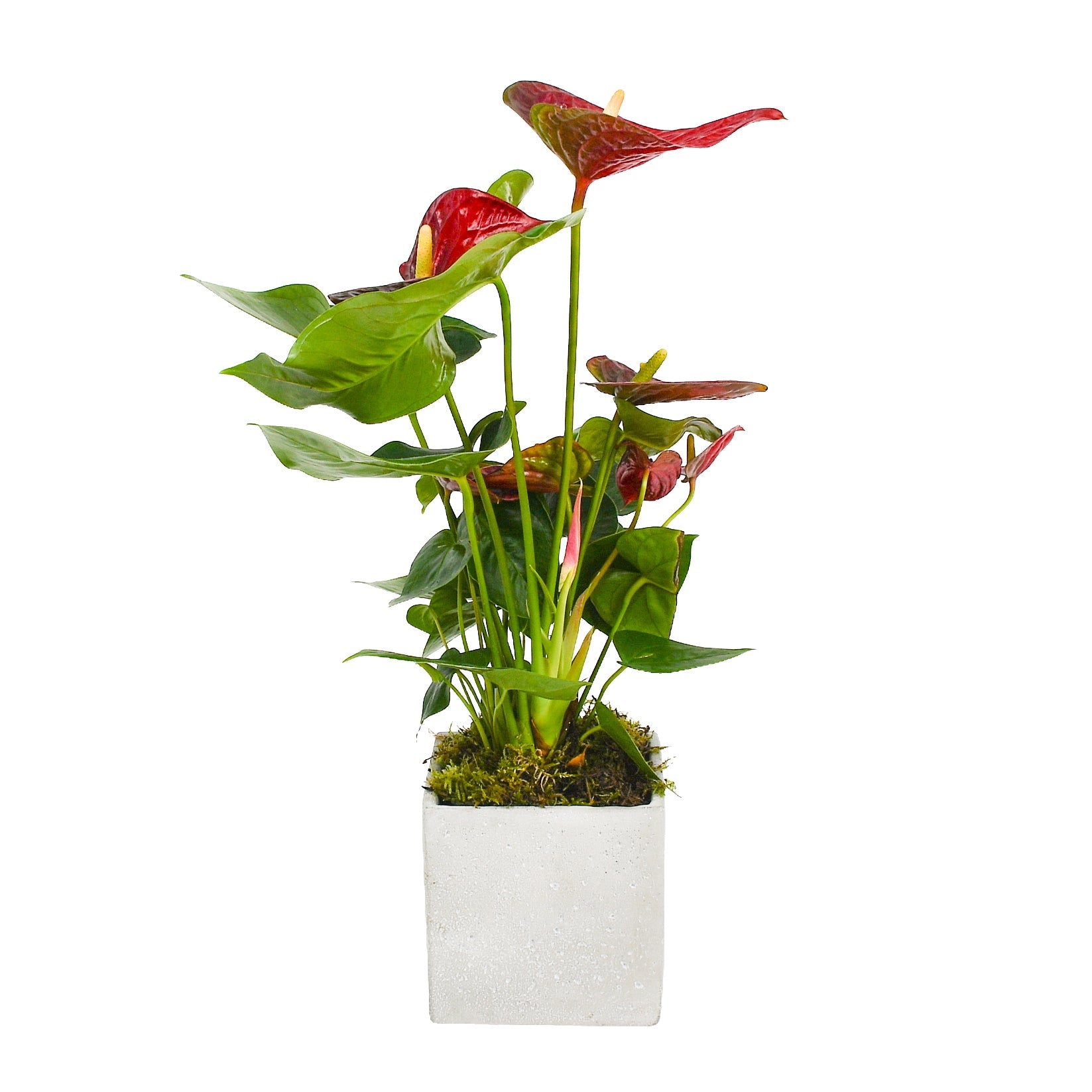 Red Anthurium - Flowers &amp; Plants Co