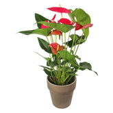 Red Anthurium - Flowers & Plants Co