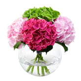 Bold & Bright Hydrangea Flowers & Plants Co