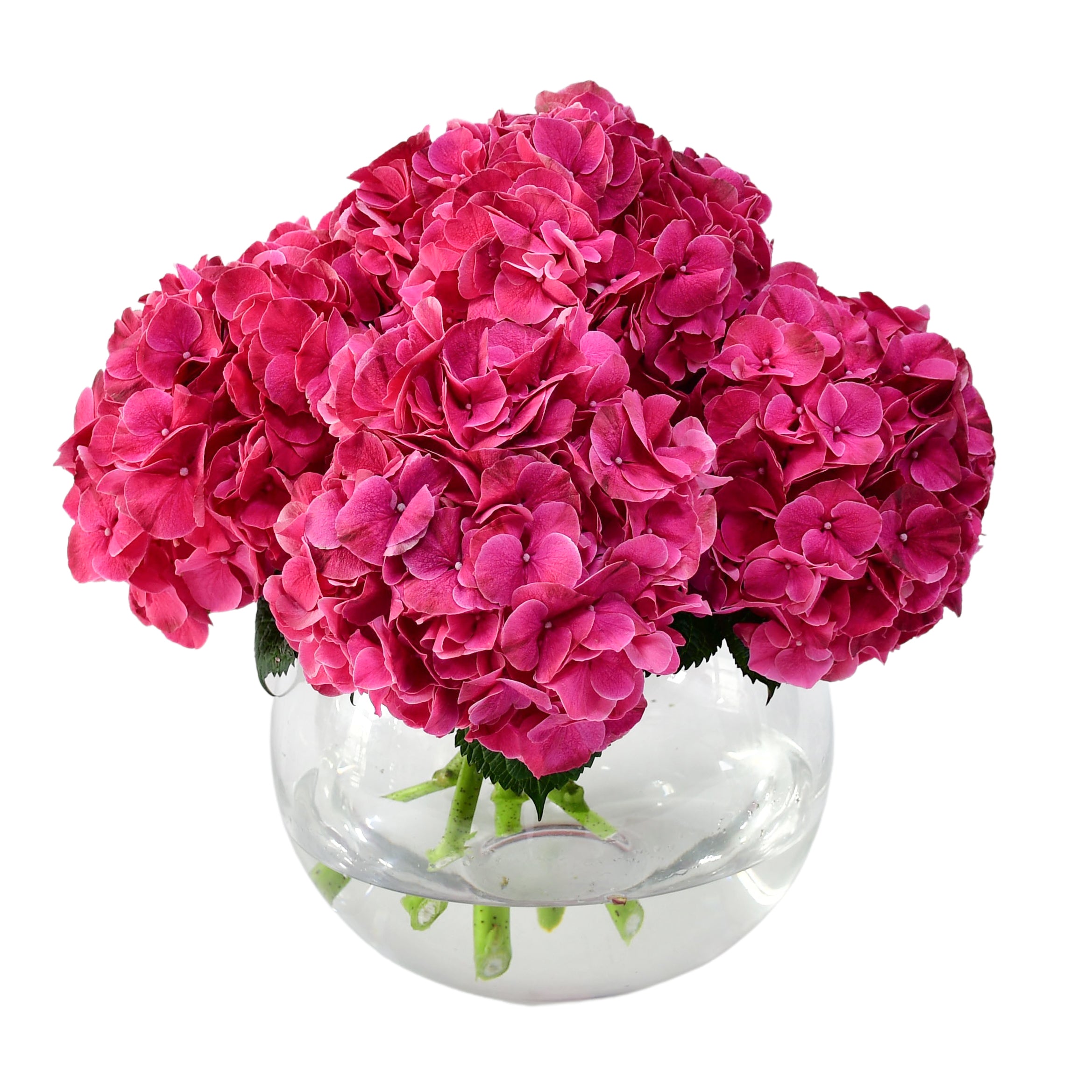 Passion For Pink Hydrangea Flowers &amp; Plants Co