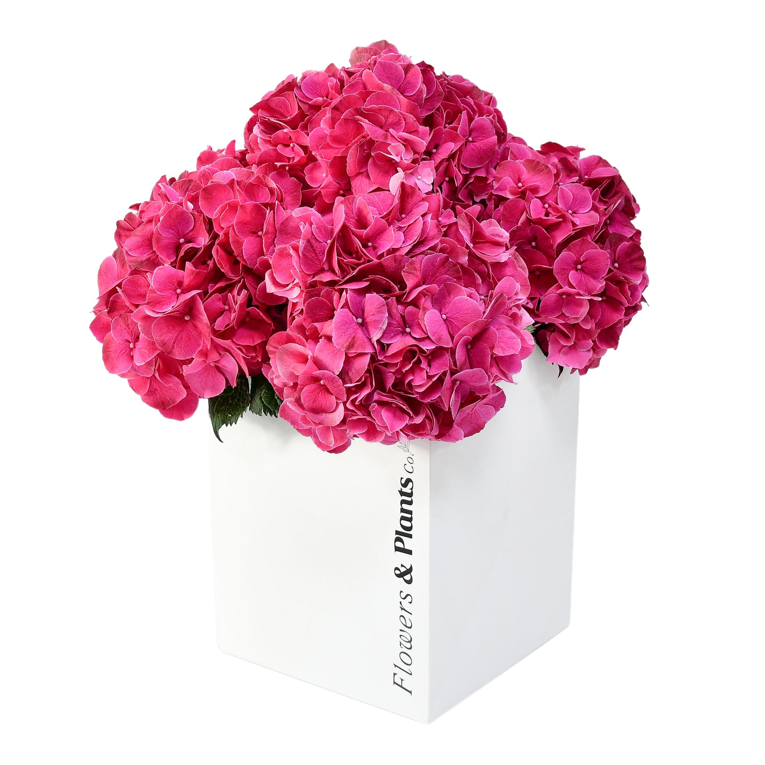 Passion For Pink Hydrangea Flowers &amp; Plants Co