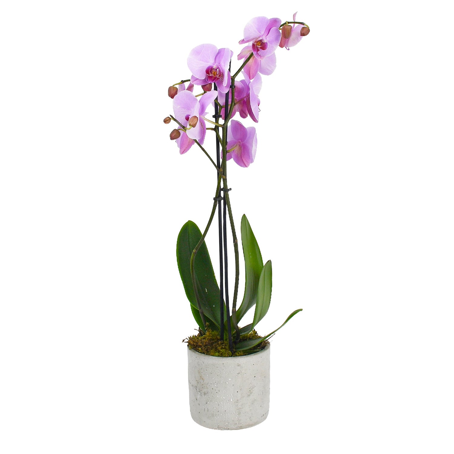 Soft Pink Orchids - Flowers &amp; Plants Co