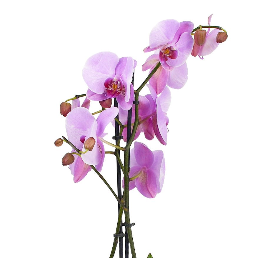 Soft Pink Orchids - Flowers &amp; Plants Co