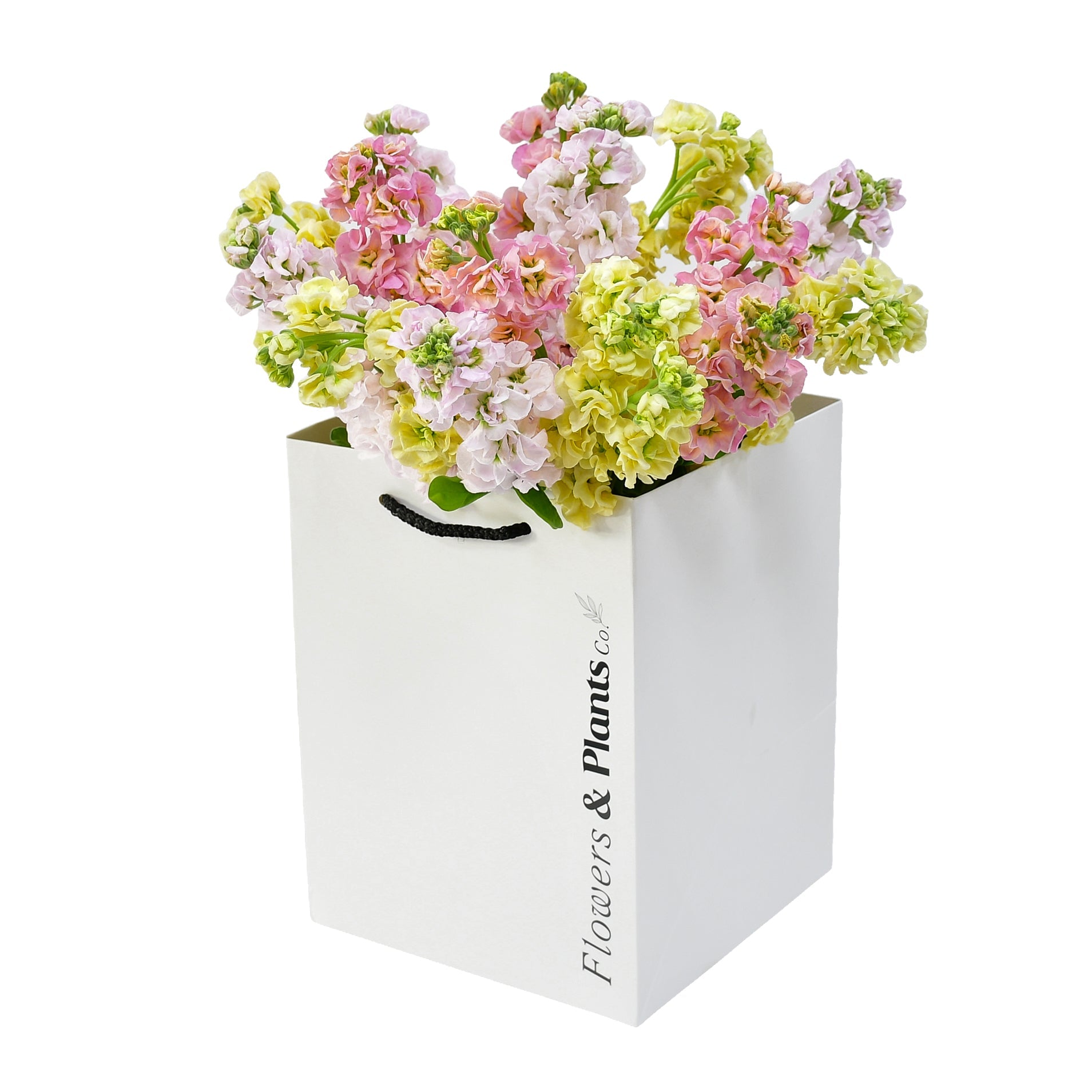 Sweet Stocks - Flowers &amp; Plants Co