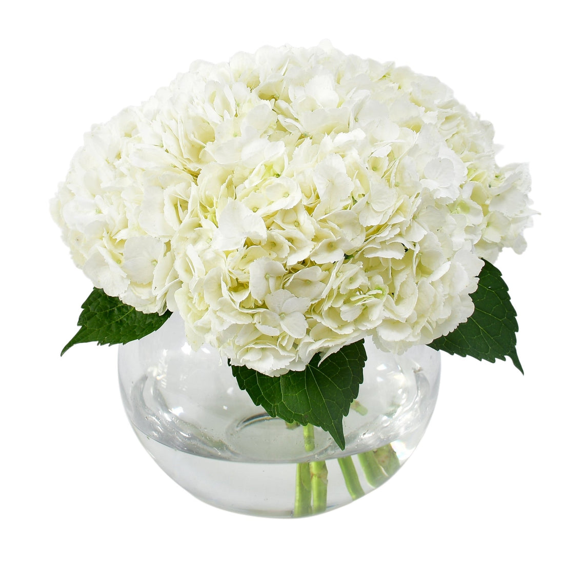 The One - Flowers &amp; Plants Co