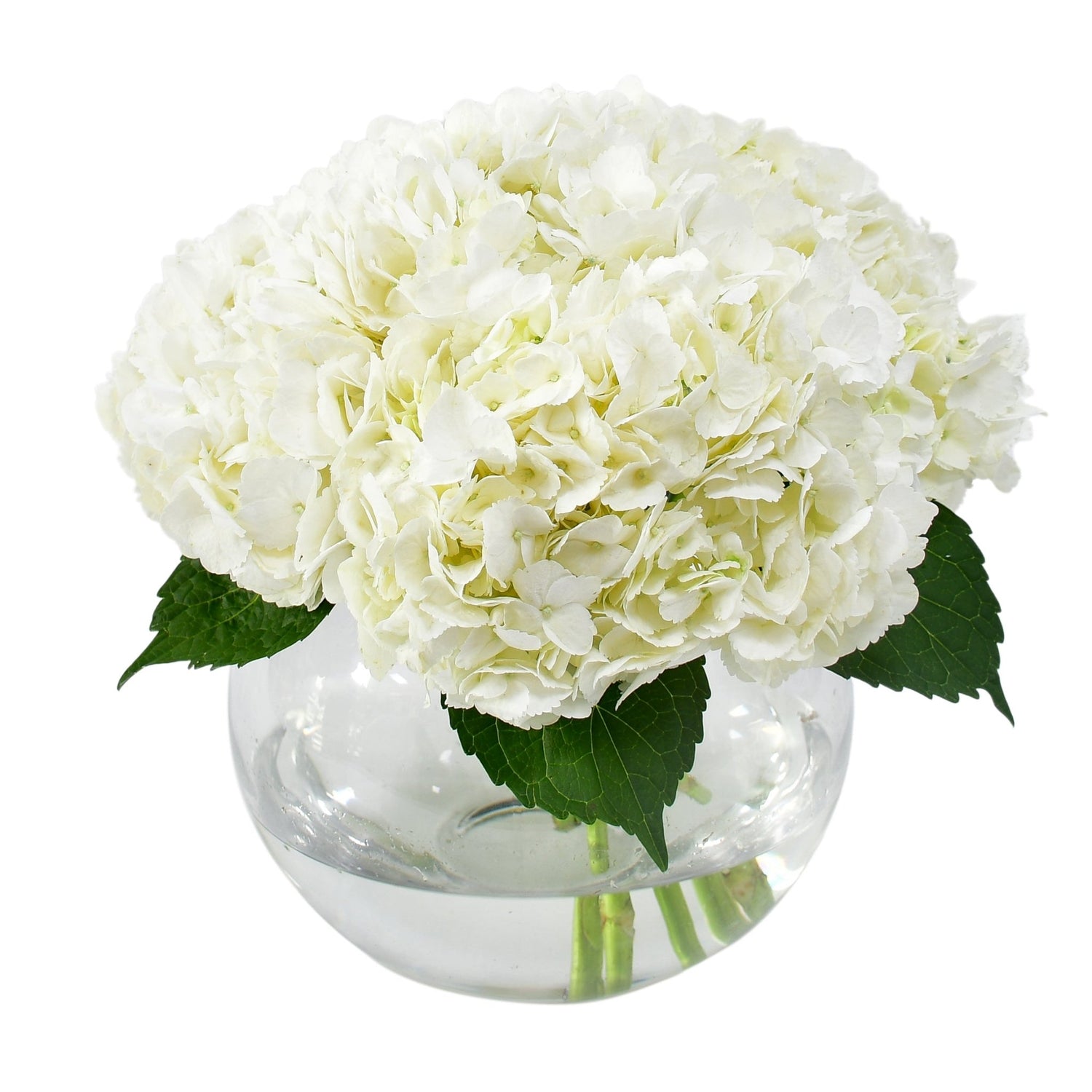 The One - Flowers &amp; Plants Co