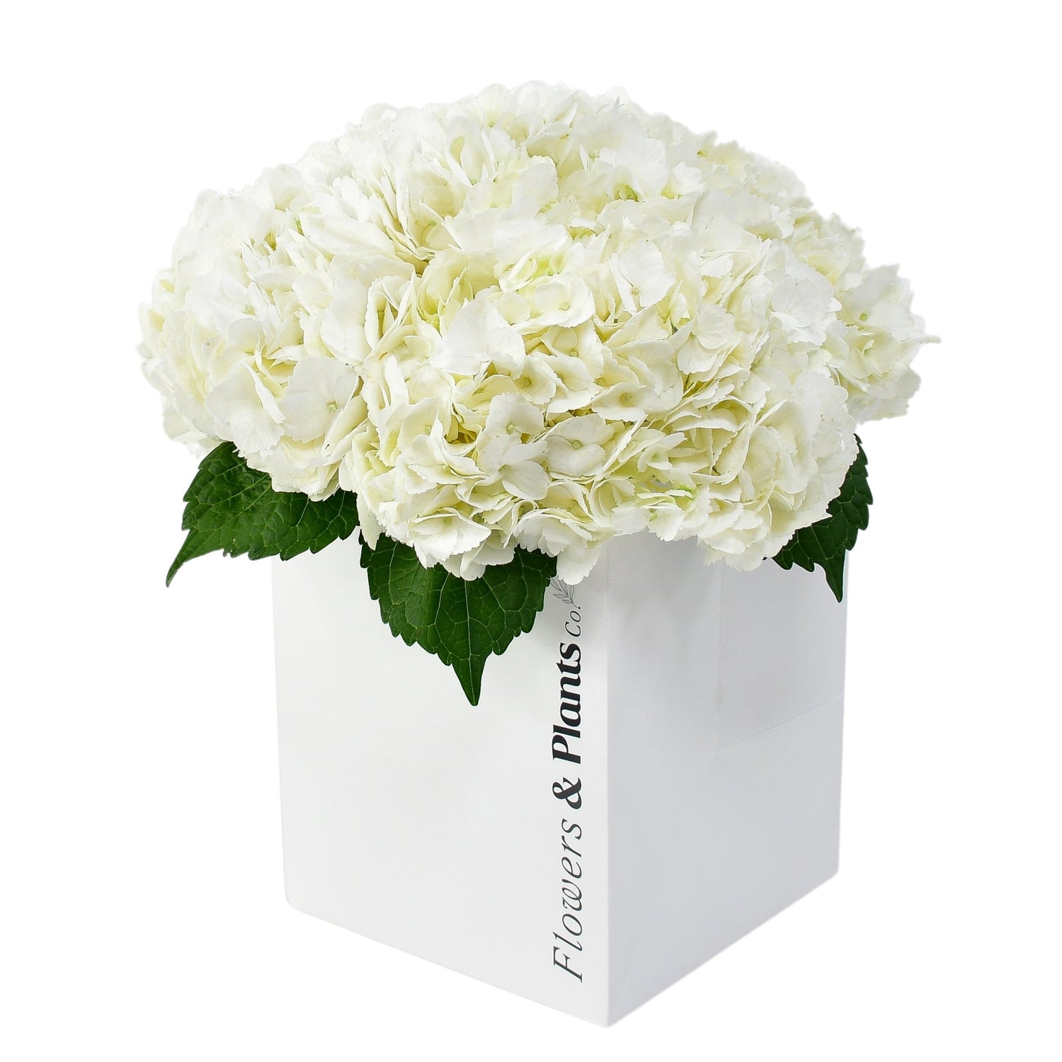 The One - Flowers &amp; Plants Co