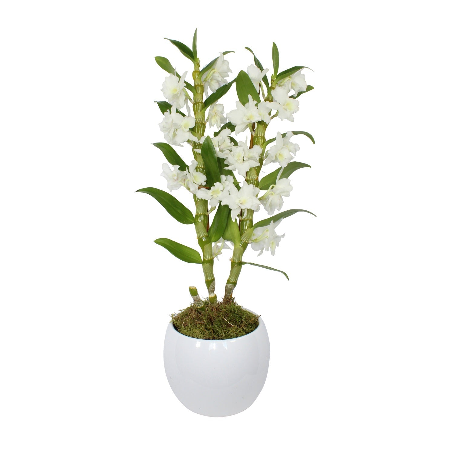 White Dendrobium - Flowers &amp; Plants Co