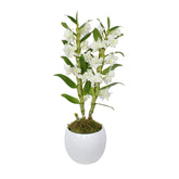 White Dendrobium - Flowers & Plants Co