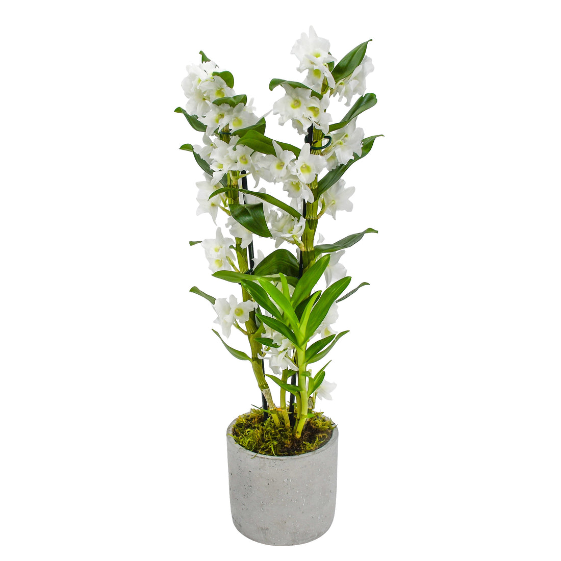 White Dendrobium