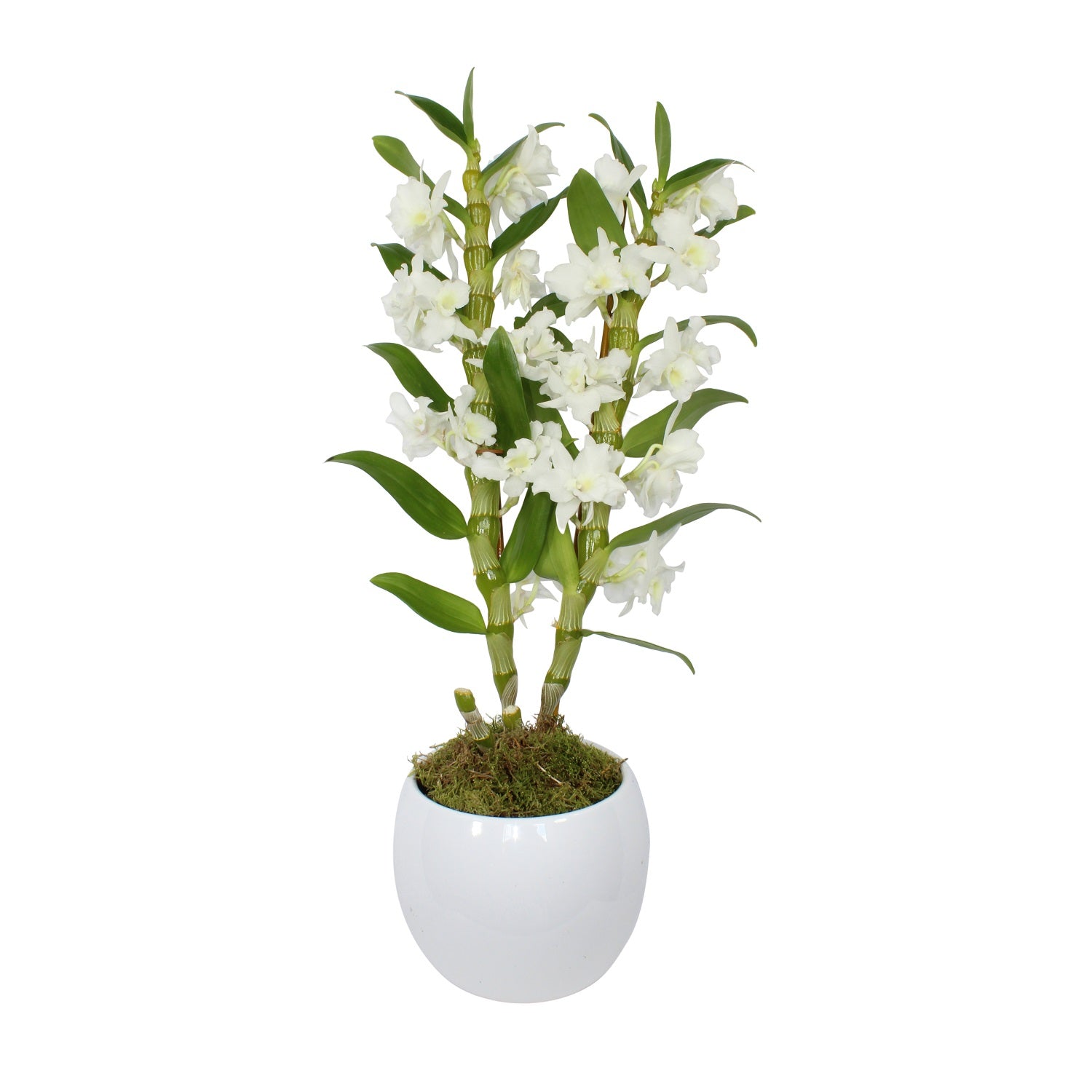 White Dendrobium