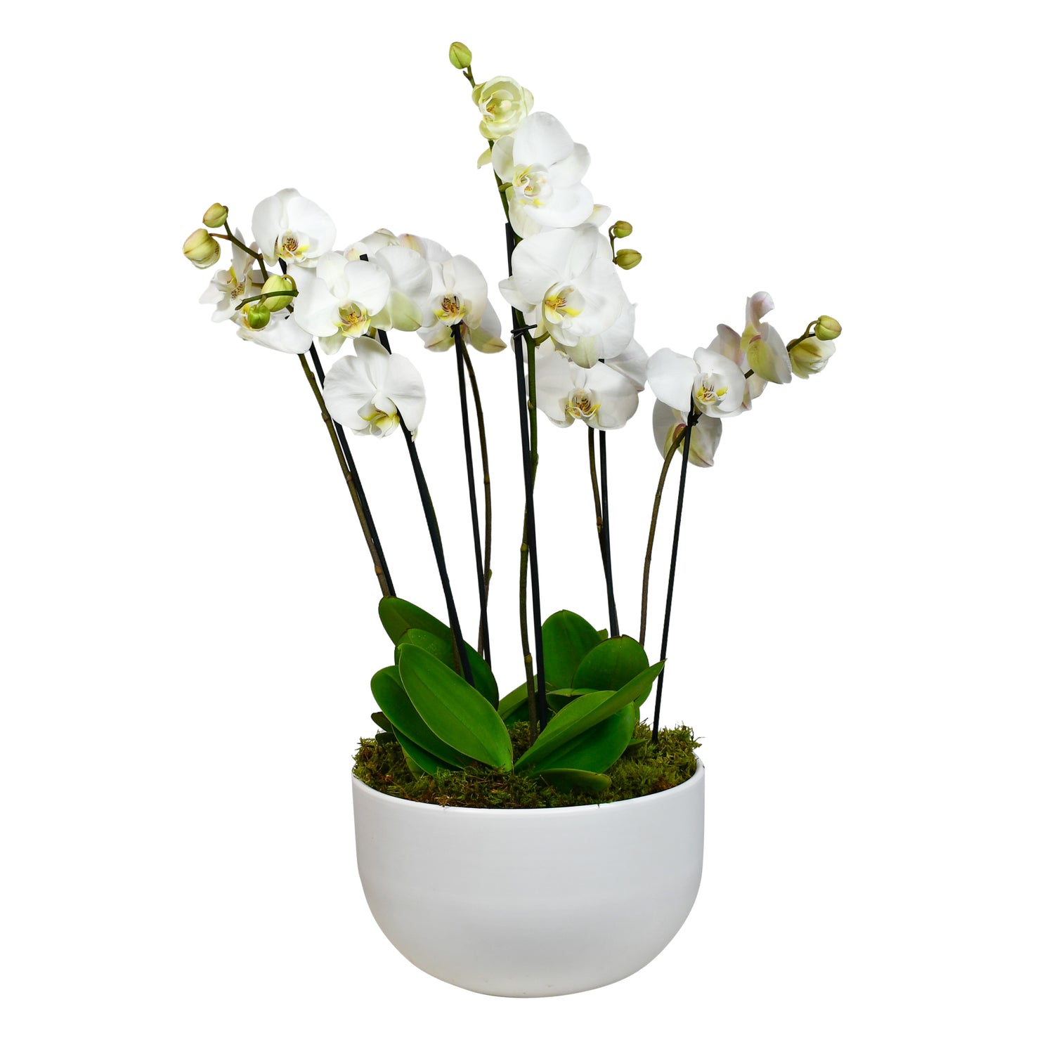 White Phalaenopsis  Flowers &amp; Plants Co
