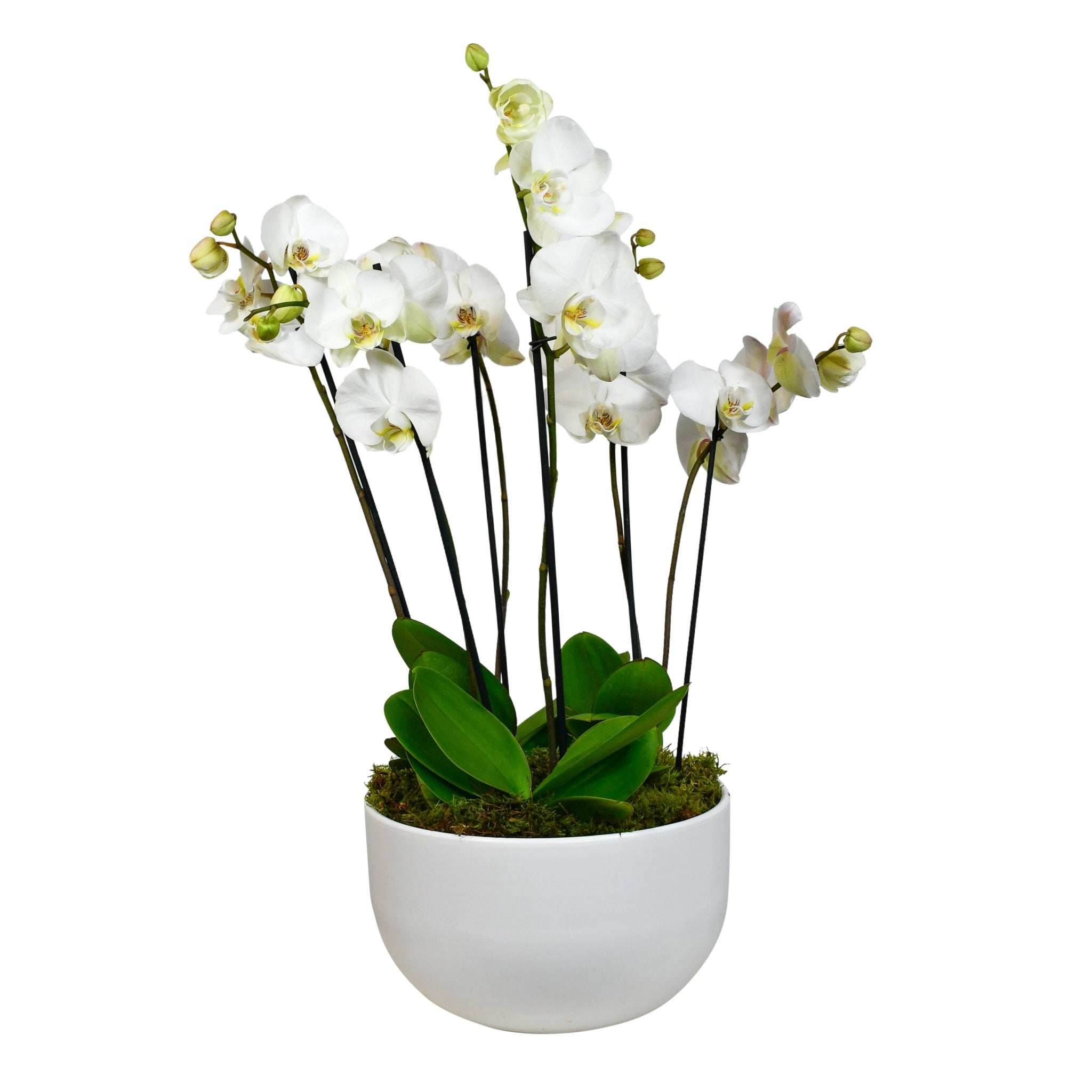 White Phalaenopsis - Flowers &amp; Plants Co