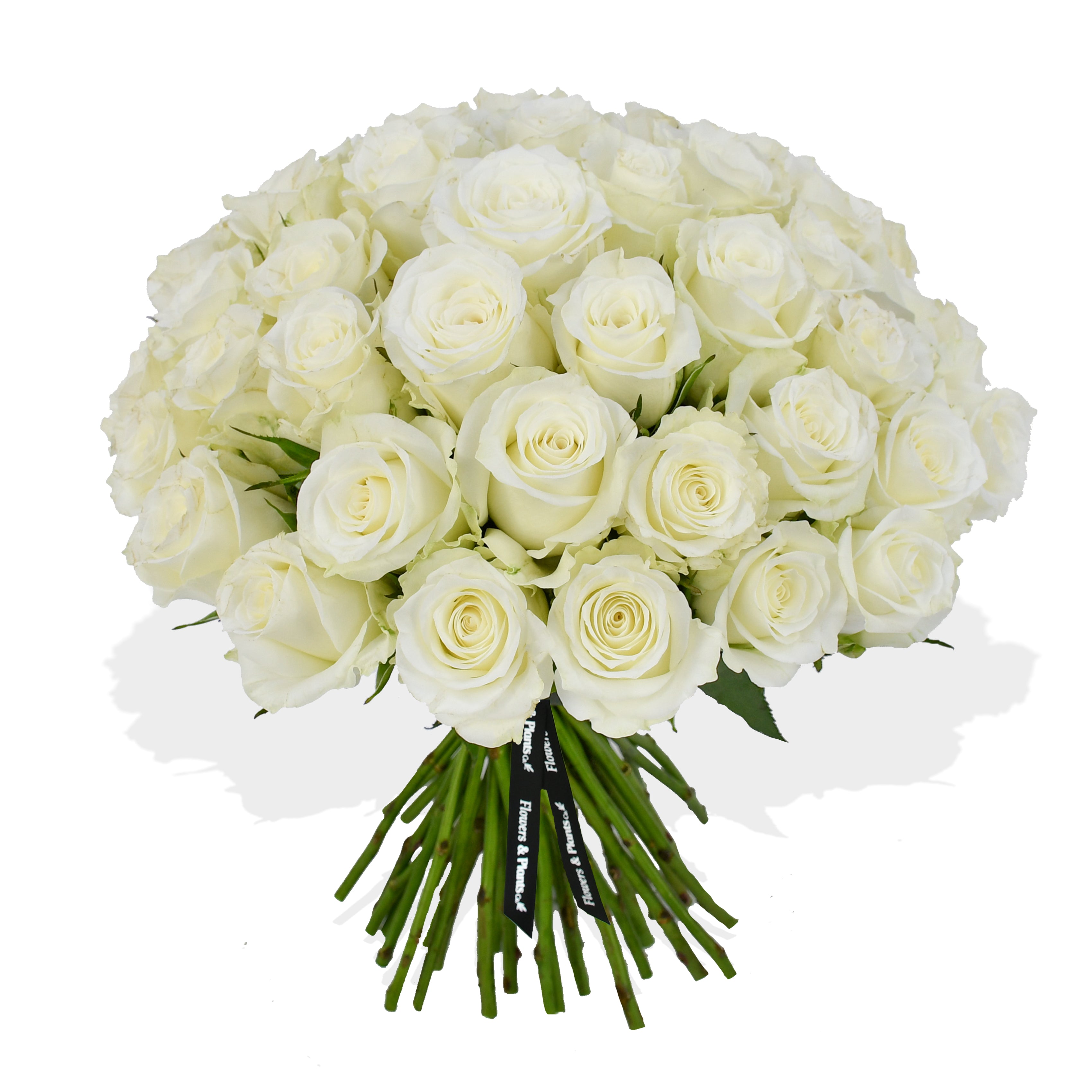 Momento Roses Flowers & Plants Co