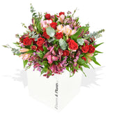 Dream Girl Roses Flowers & Plants Co