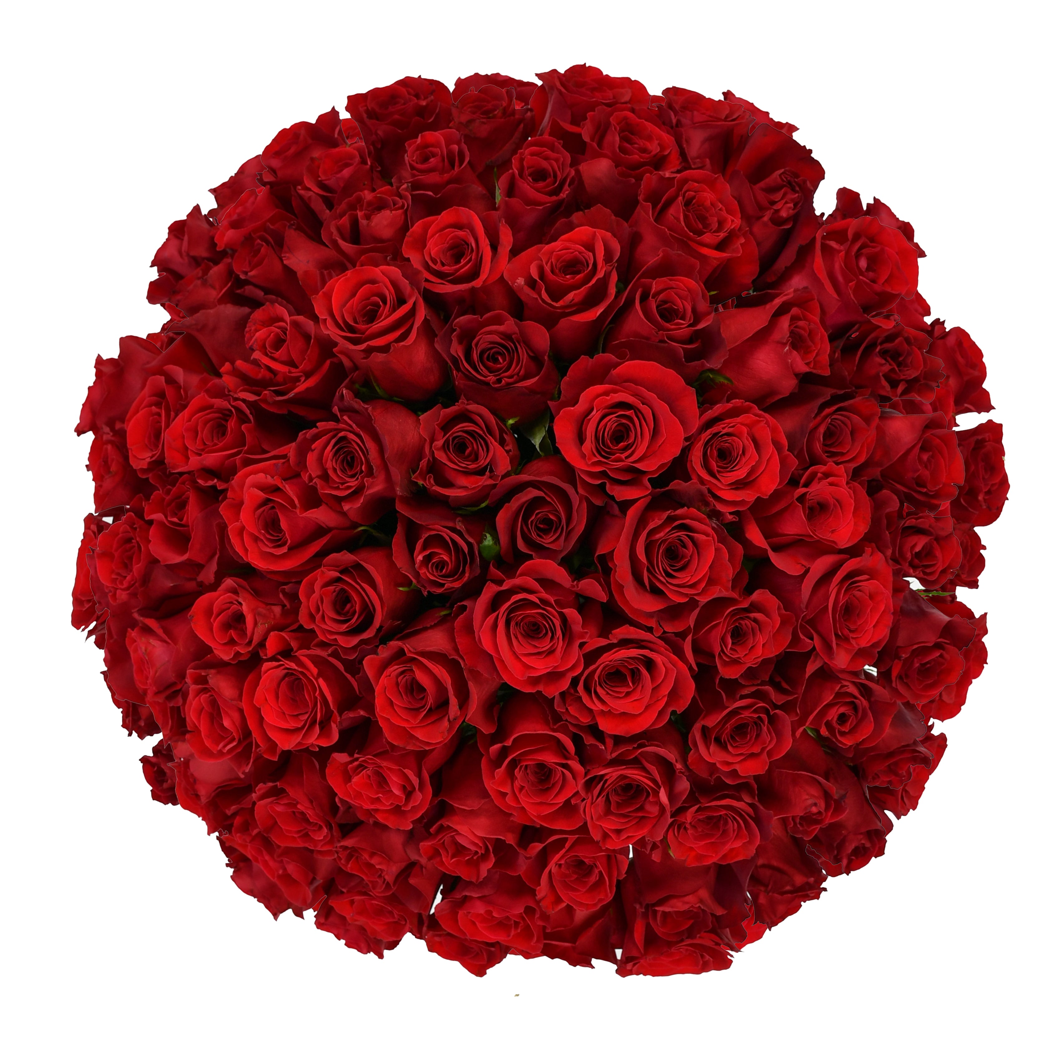 Red Velvet Roses Flowers &amp; Plants Co